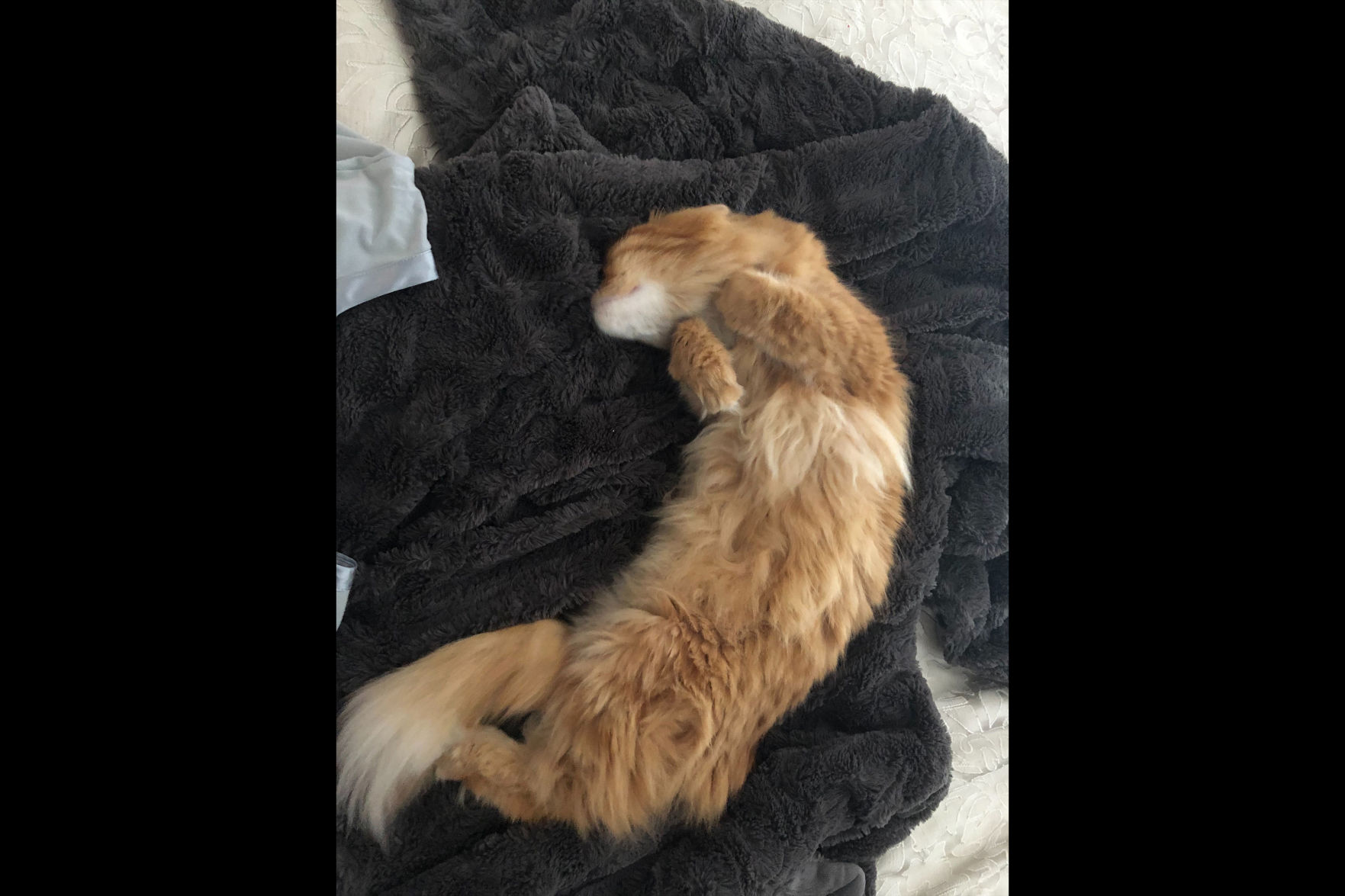kathryn's cat
